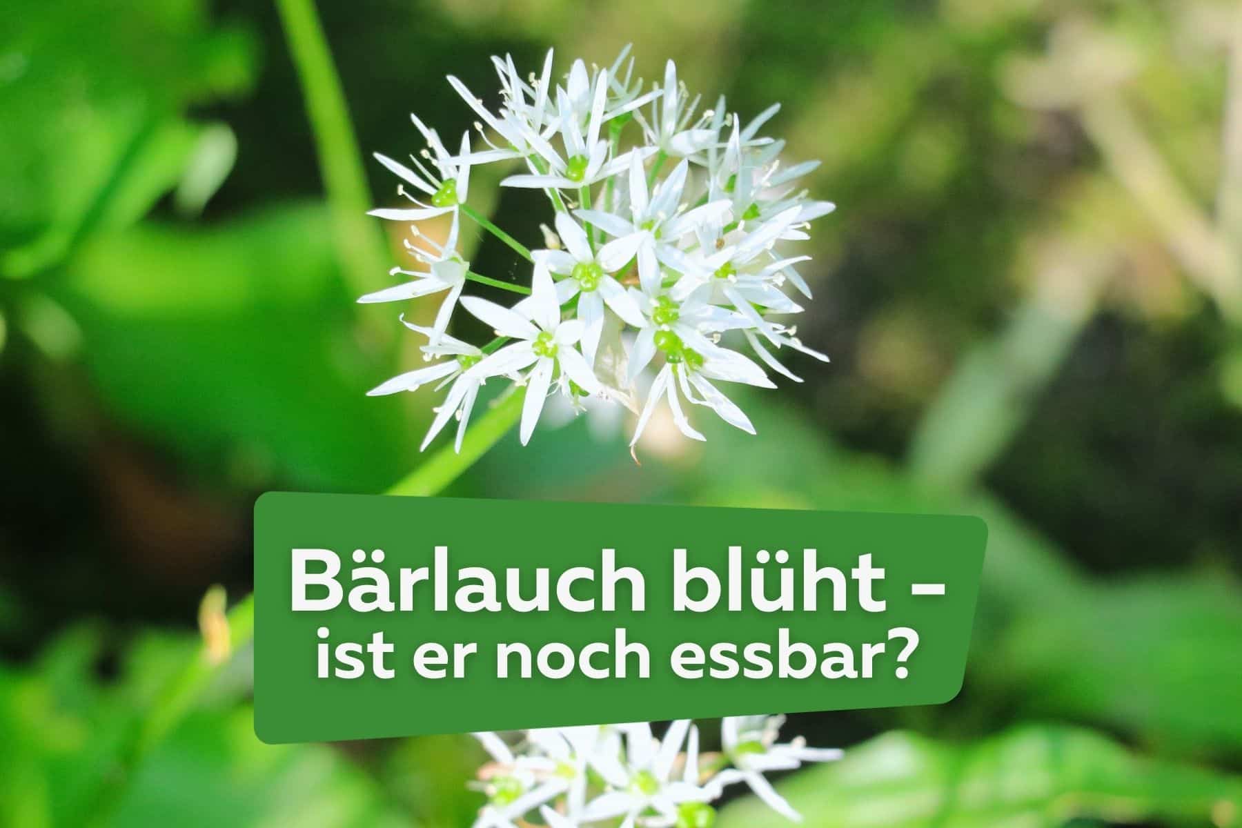 Bärlauch blüht- ist er noch essbar Titel