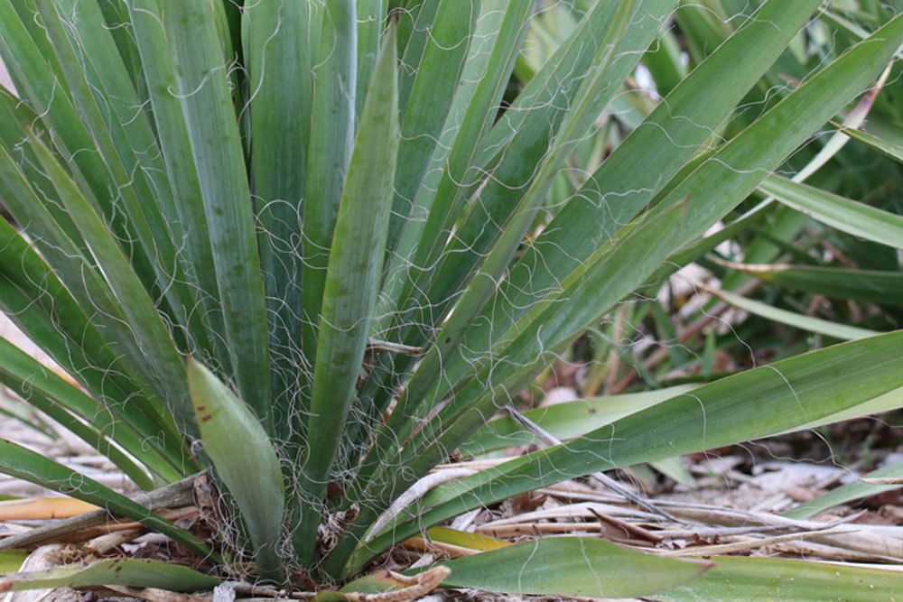 Garten-Yucca, Yucca filamentosa wächst bis zu 300 Zentimeter hoch