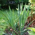 Fädige Palmlilie, Garten-Yucca, Yucca filamentosa