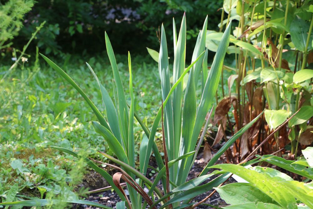 Fädige Palmlilie, Garten-Yucca, Yucca filamentosa