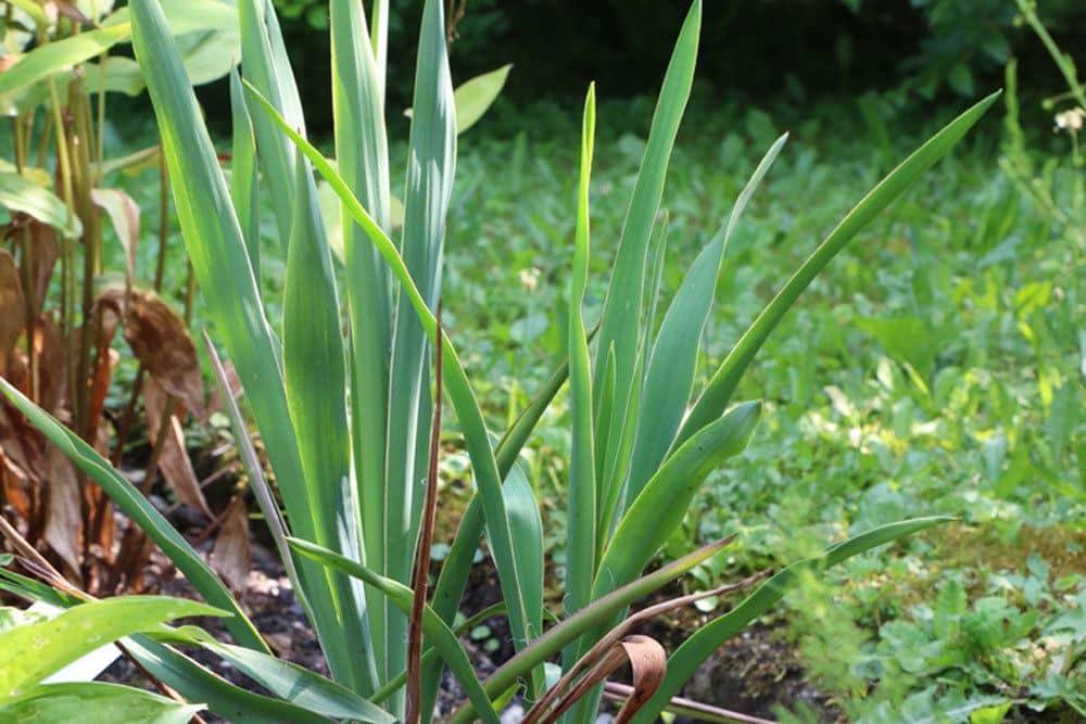 Yucca filamentosa verträgt auch höheren Kalkgehalt im Boden