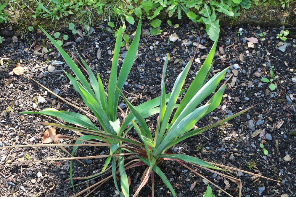 Garten-Yucca im Gartenbeet