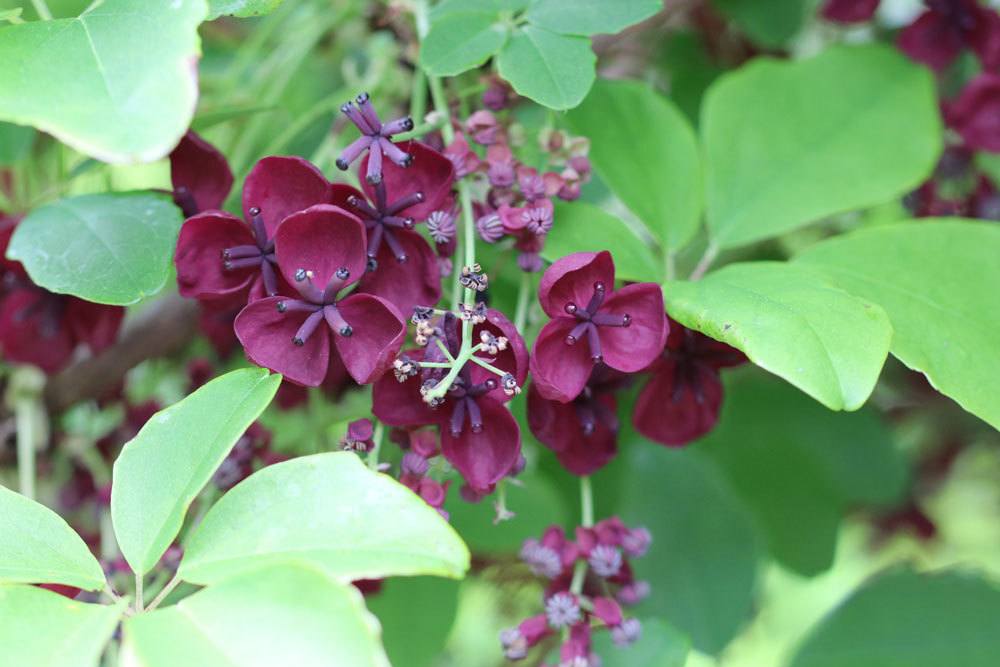 Fingerblättrige Akebie, Klettergurke, Akebia quinata