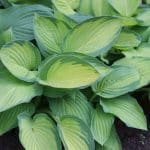 Gelbgrüne Funkie 'Gold Standard', Hosta fortunei