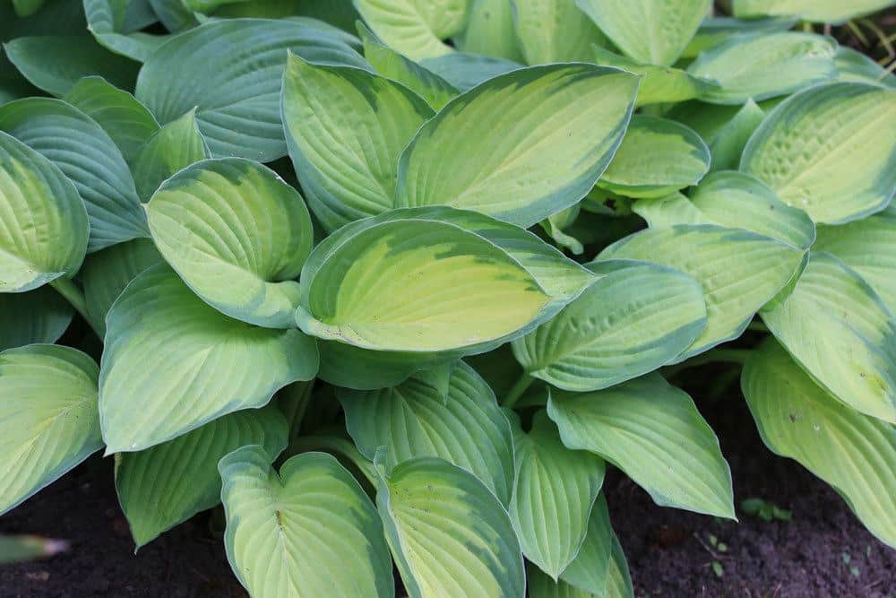 Gelbgrüne Funkie 'Gold Standard', Hosta fortunei