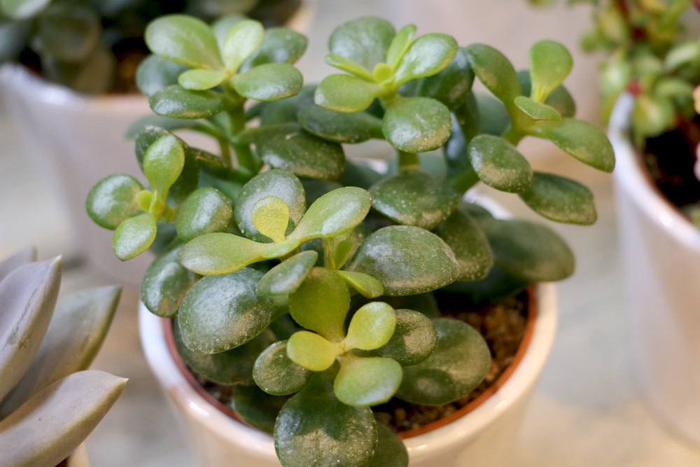 Geldbaum, Crassula ovata als Zimmerpflanze