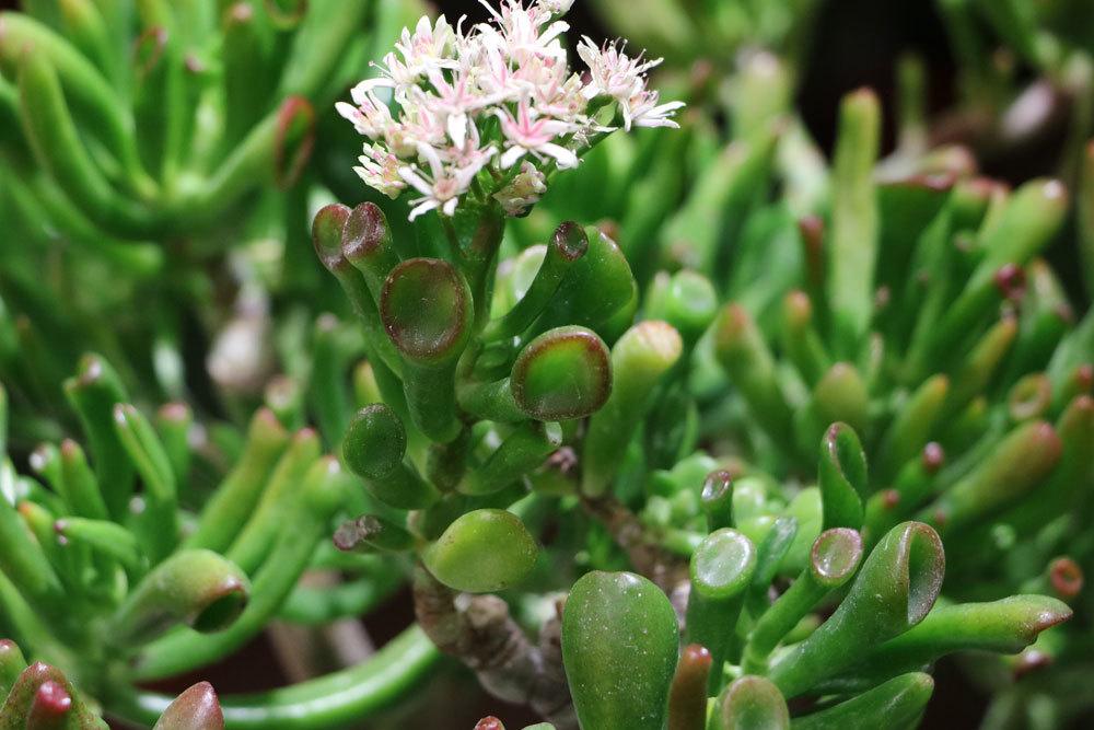 Geldbaum, Crassula ovata hobbit mit rosa-weißer Blüte