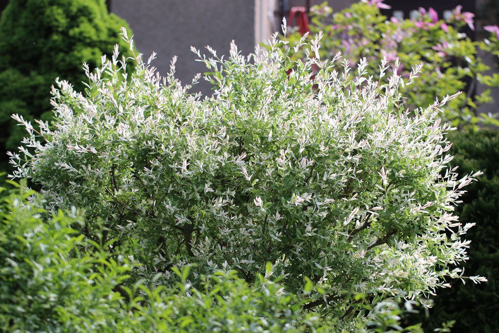 Harlekinweide, Zierweide ‚Hakuro Nishiki‘, Salix integra