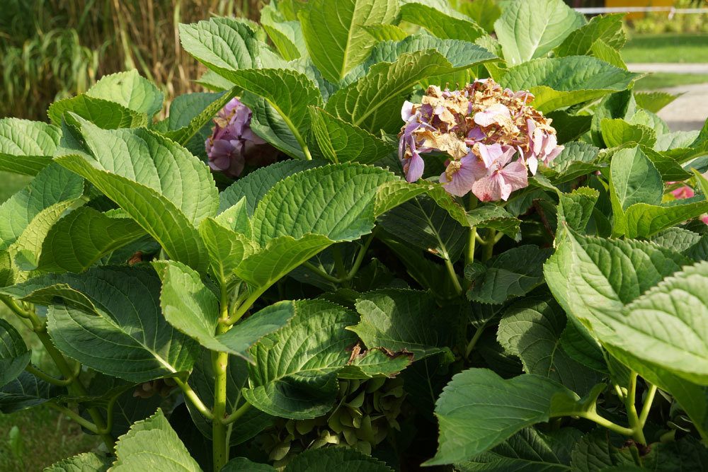 Hortensie mit Frostschäden