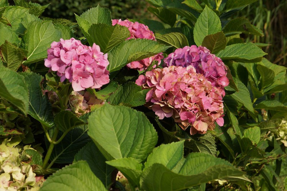 Hortensie mit trockenen Blütenblättern