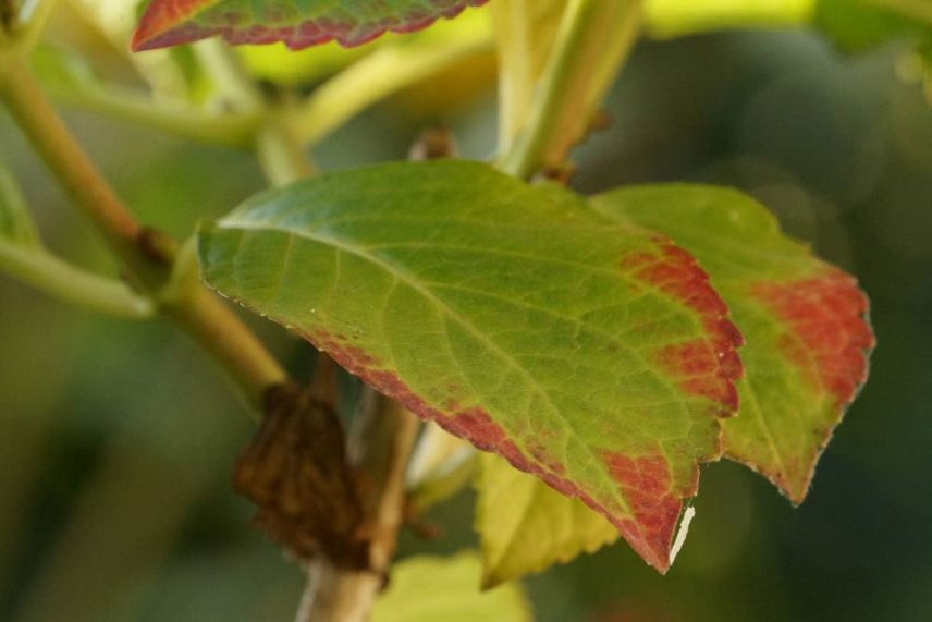 Hortensie Bekommt Rote Blatter