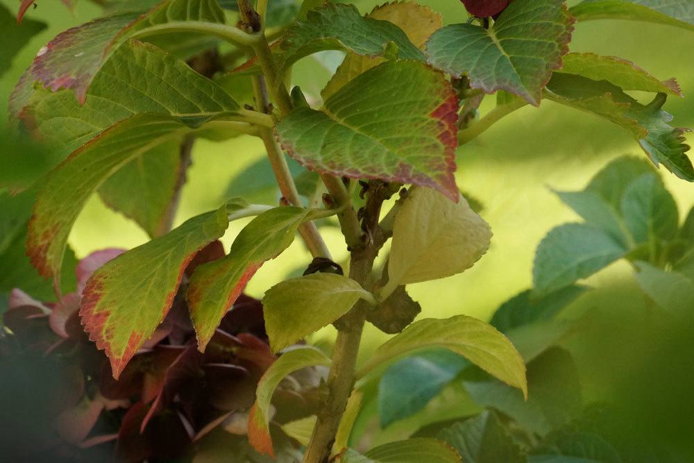 Hortensie mit gelben Blättern