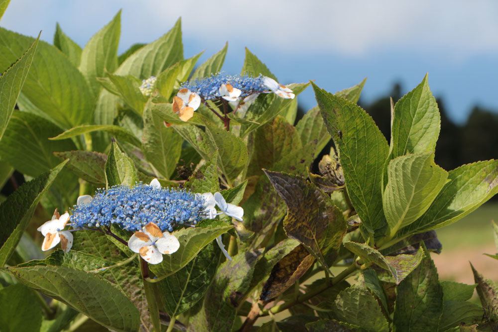 Hortensie mit braun gefleckten Blättern