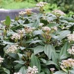 Immergrüner Kissen-Schneeball, Viburnum davidii