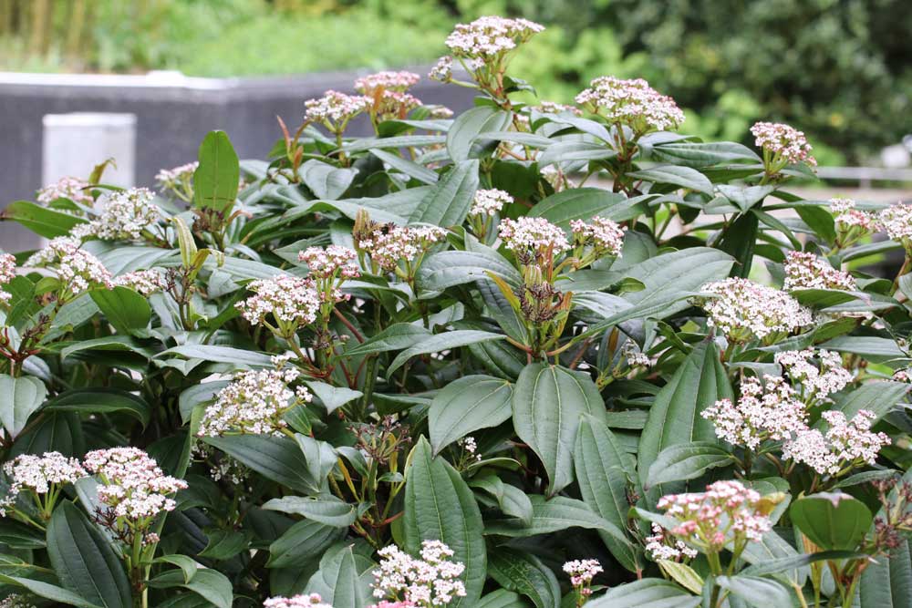 Immergrüner Kissen-Schneeball, Viburnum davidii