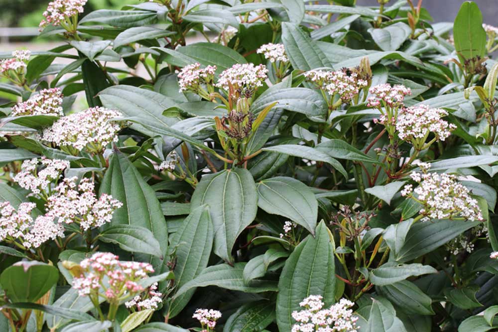 Viburnum davidii mit seinen dunkelgrünen Blättern