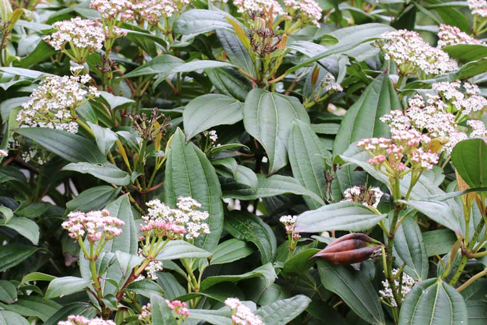 Viburnum davidii braucht einen absonnigen bis halbschattigen Standort