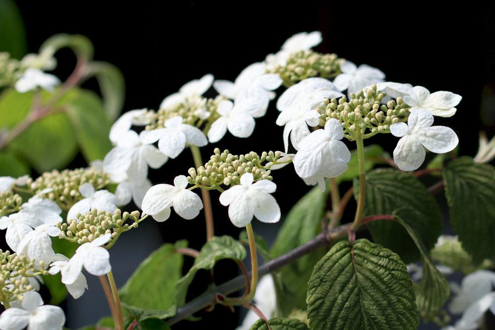 Japanischer Schneeball, Viburnum plicatum ‚Mariesii‘ mit seinen kleinen weißen Blüten