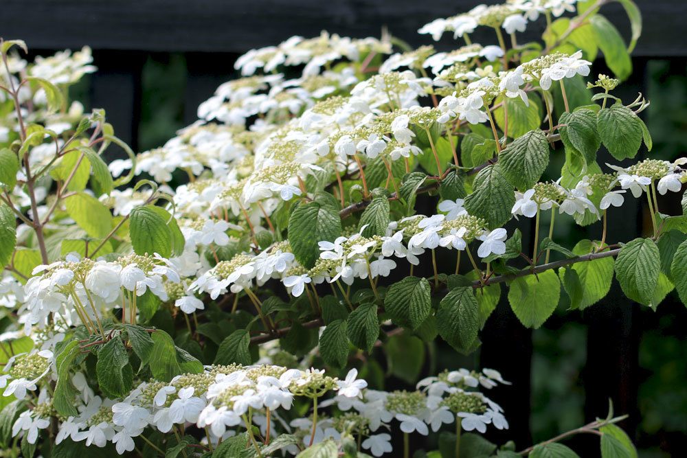 Japanischer Schneeball, Viburnum plicatum ‚Mariesii‘ mit einem weißen Blütenmeer