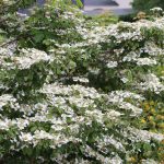 Japanischer Schneeball, Viburnum plicatum ‚Mariesii‘