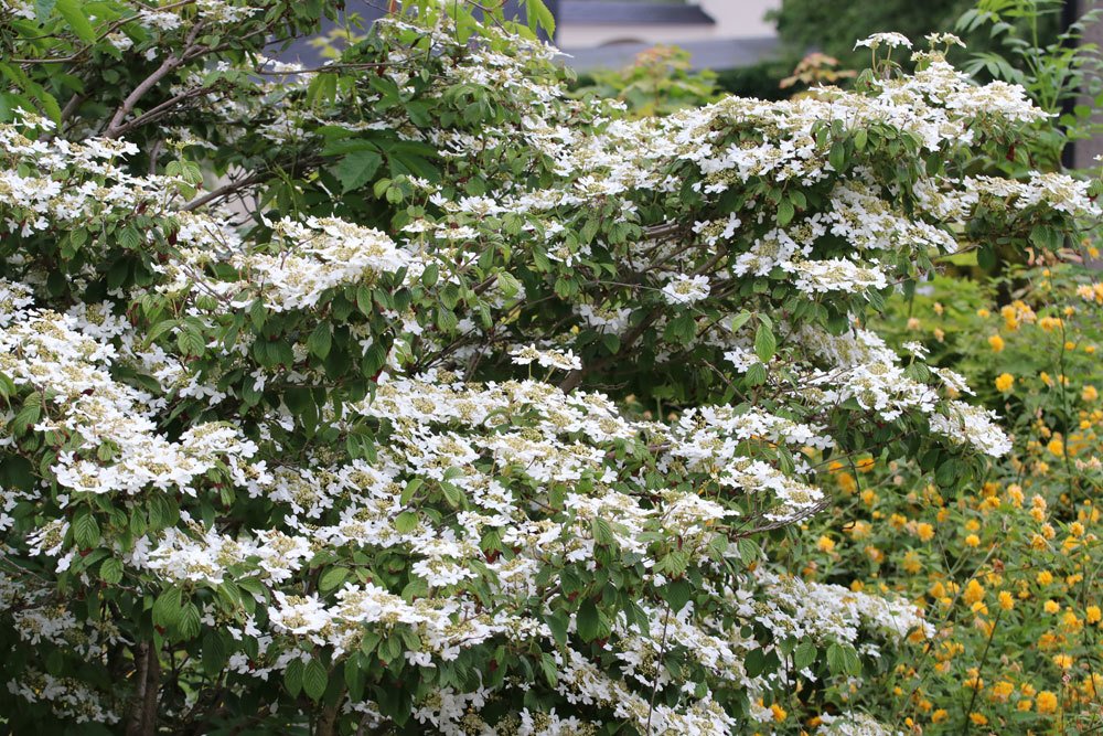 Japanischer Schneeball, Viburnum plicatum ‚Mariesii‘