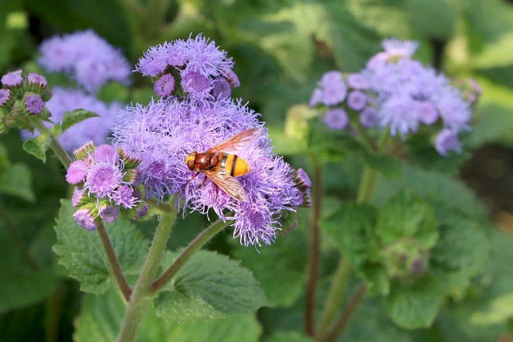 Leberbalsam mit seinen feinstrahligen lila Blüten