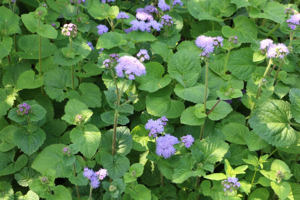 Leberbalsam wird auch Blaukappe genannt