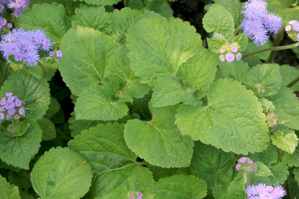 Leberbalsam mag einen sonnigen Standort