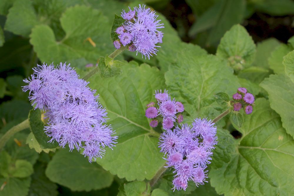 Leberbalsam blüht von Mai bis Oktober