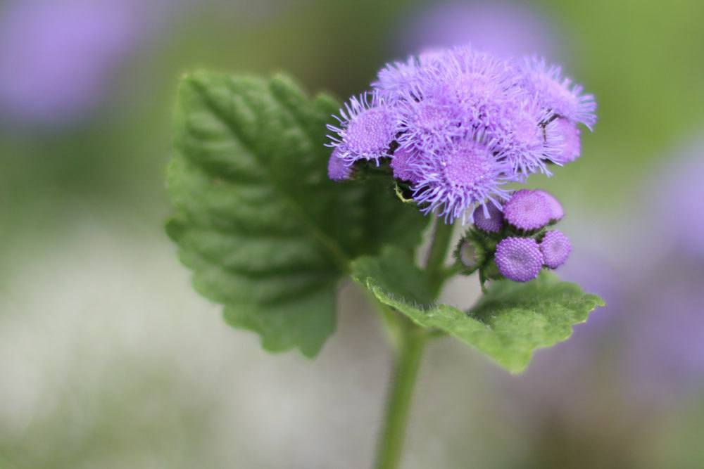 Leberbalsam mit seinen samtigen lila Blütenkissen