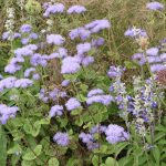 Leberbalsam, Ageratum houstonianum