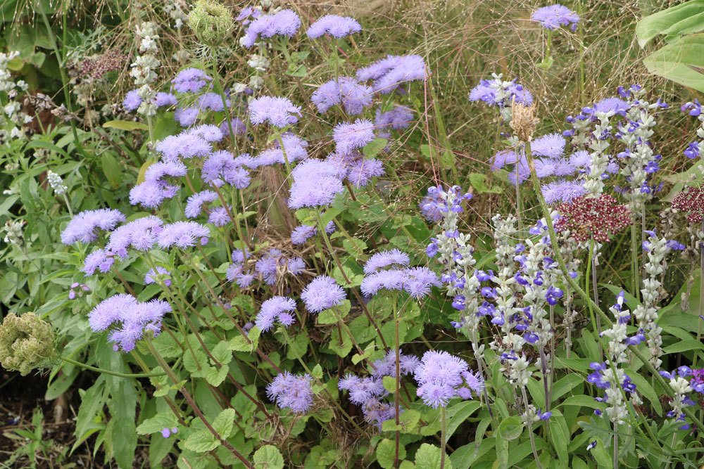 Leberbalsam, Ageratum houstonianum