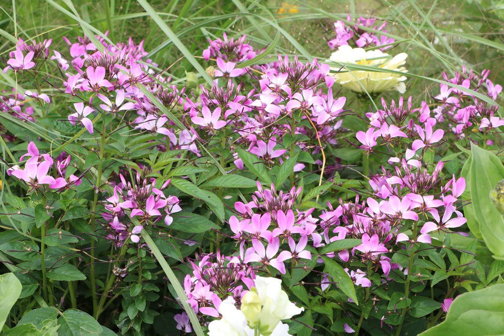 Prachtkerze mit ihren weiß-rosa Blüten