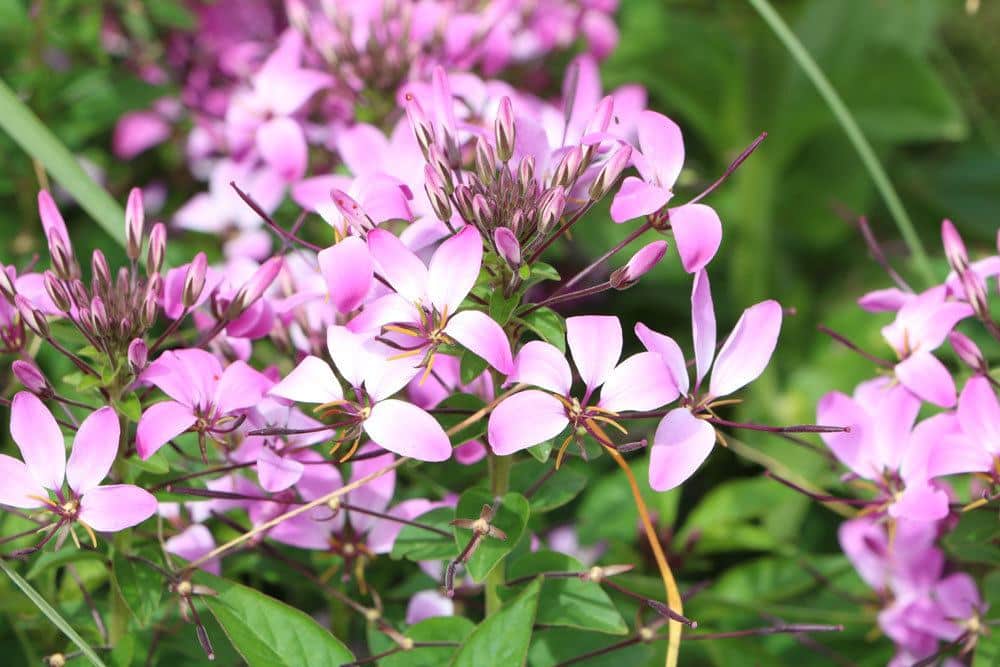 Prachtkerze mit ihren vielen kleinen und zarten Blüten