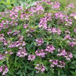 Prachtkerze, Gaura/Oenothera lindheimeri