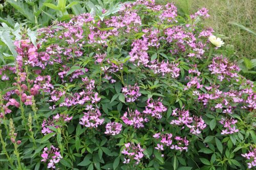 Prachtkerze, Gaura/Oenothera lindheimeri