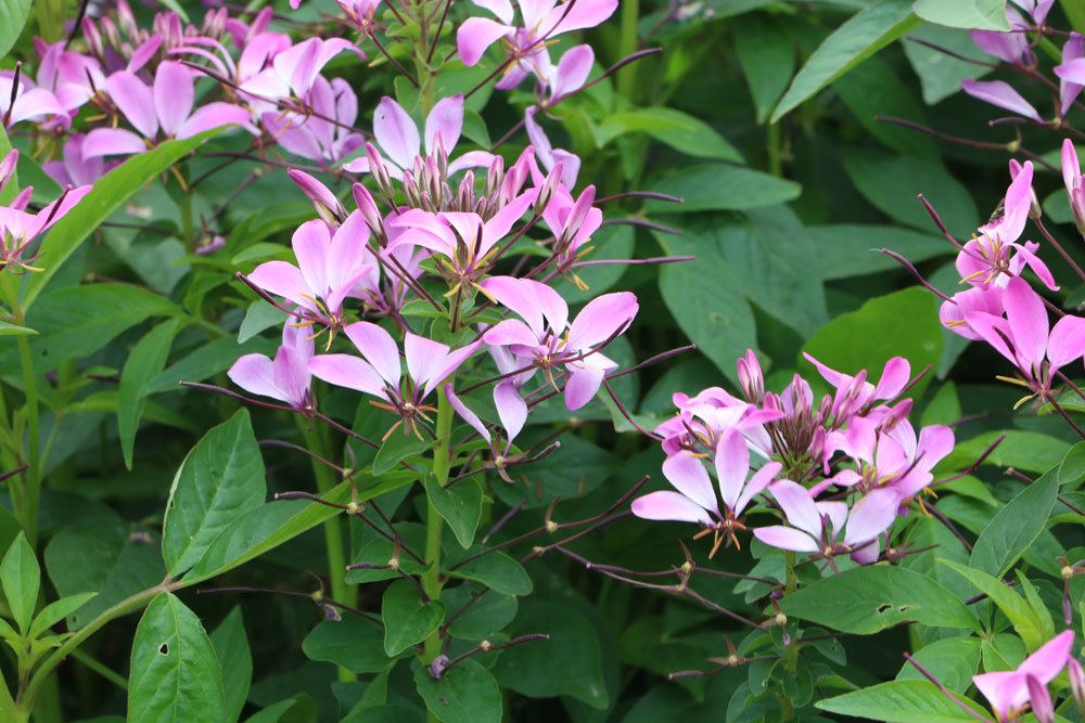 Prachtkerze wird auch Schmetterlingsblume genannt