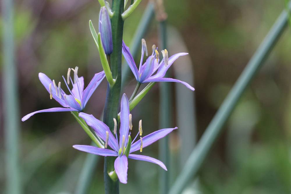 Prärielilie mit seinen sternenförmigen, filigranen Blüten