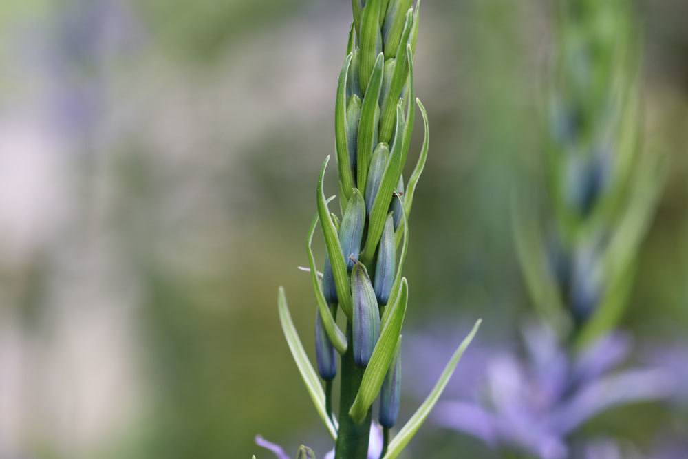 Prärielilie, Camassia mit geschlossenen Blütenknospen