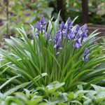 Prärielilie, Camassia im Gartenbeet