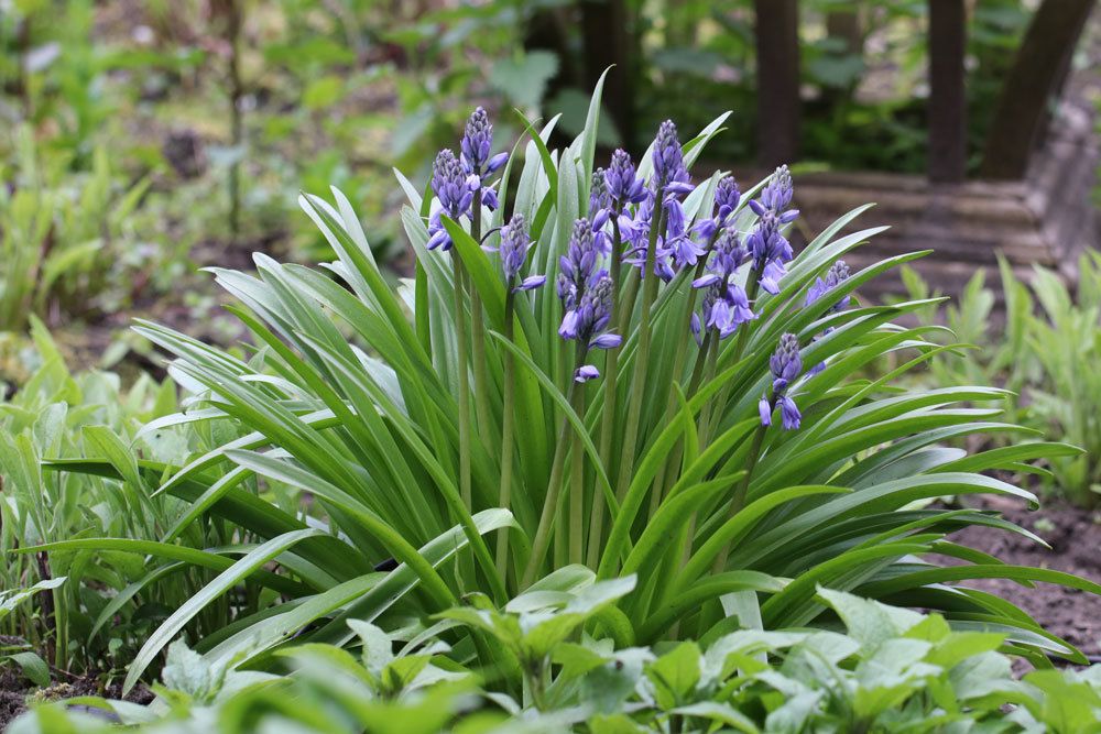 Prärielilie, Camassia im Gartenbeet