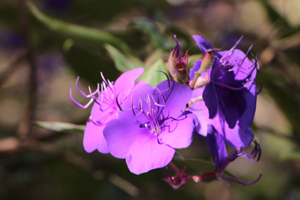 Prinzessinnenblume, Tibouchina urvilleana mit seinen filigranen, violetten Blüten