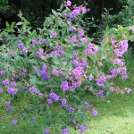 Prinzessinnenblume, Tibouchina urvilleana