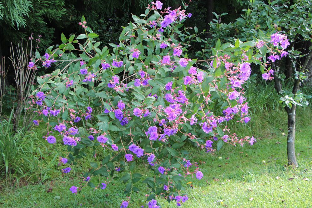 Prinzessinnenblume, Tibouchina urvilleana