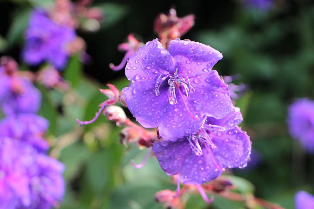 Prinzessinnenblume mit violetten Blüten