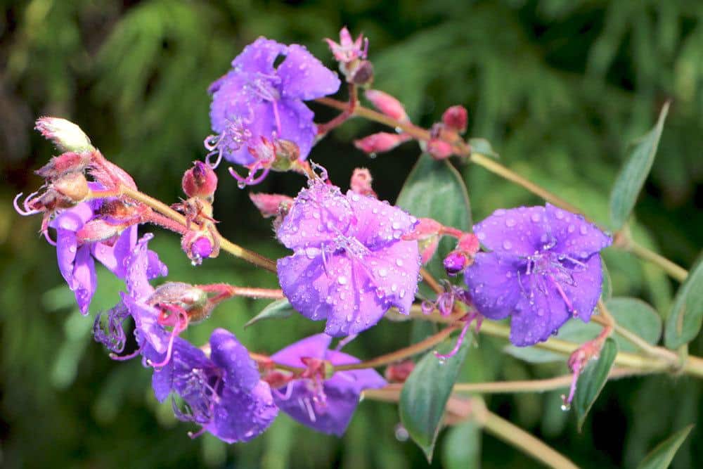 Prinzessinnenblume ist mehrjährig und immergrün