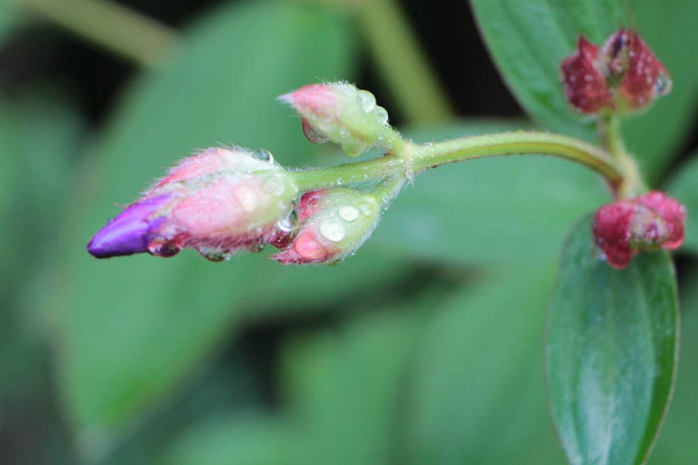 Prinzessinnenblume, Tibouchina urvilleana mit Blütenknospen