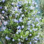 Säckelblume, Ceanothus im Garten