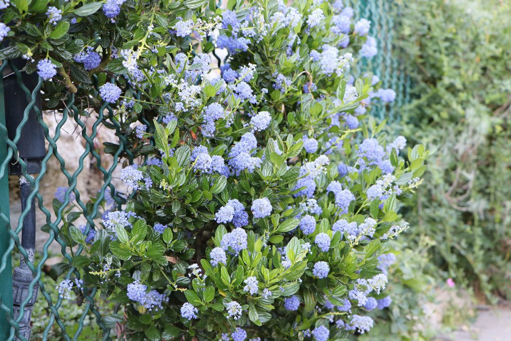 Säckelblume, Ceanothus im Garten