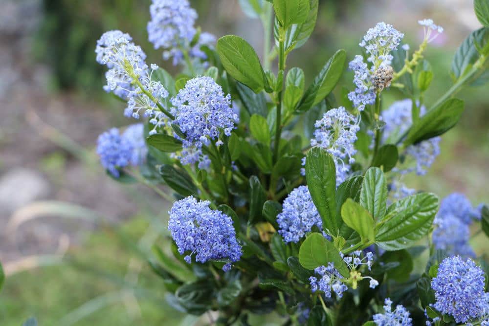 Säckelblume ist sehr anspruchslos und pflegeleicht